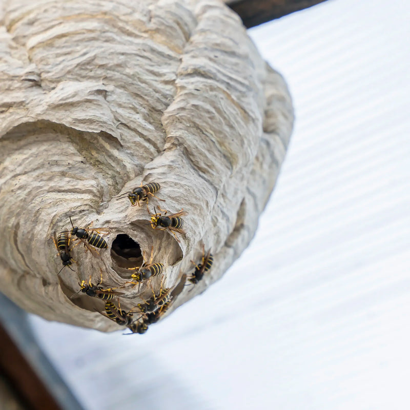 What to do if there are wasps in the house?