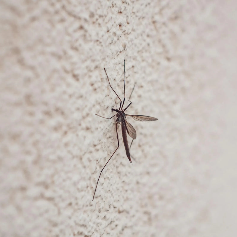 What is pest control?