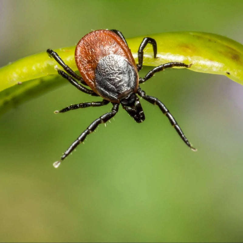 Ticks: how to spot them and get rid of them effectively