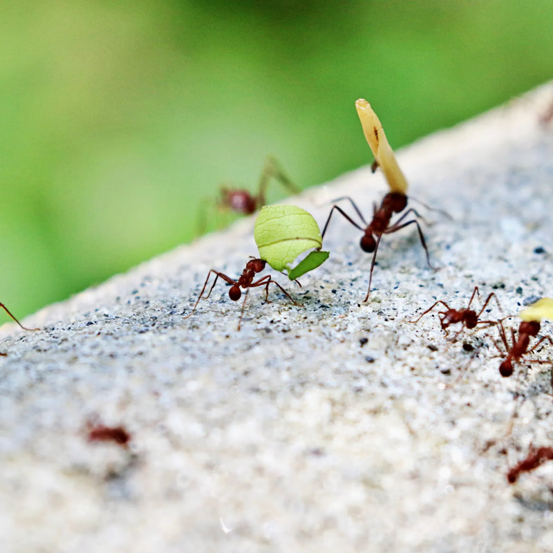 Which species of ants are most commonly found in Quebec?