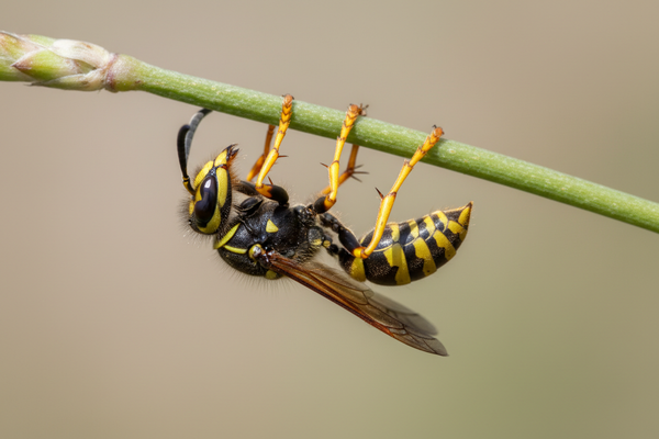 A yellow jacket wasp hanging upside down from a thin plant stem or twig, black and yellow striped pattern, legs gripping the stem, soft focus neutral beige background, macro photography, natural lighting, shallow depth of field, realistic insect details, delicatepose