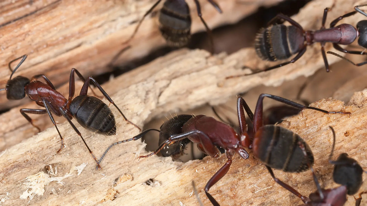 Insectes ravageurs des structures pest control service