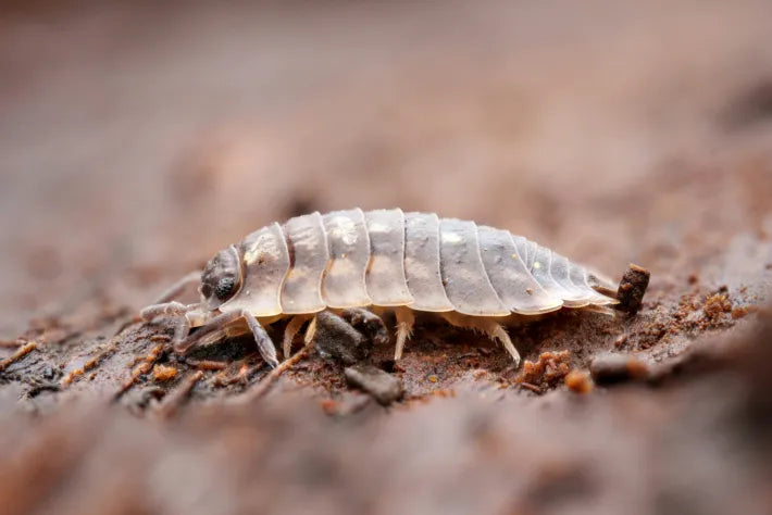 THE WOODLOUSE