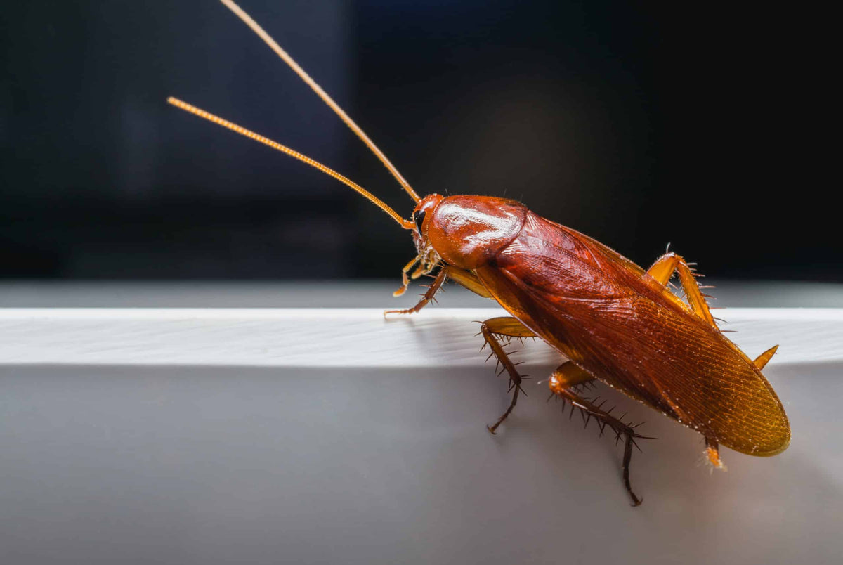Indoor pests pest control service