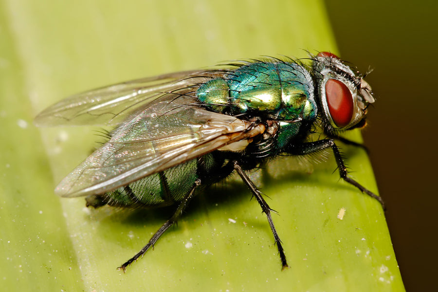 LA MOUCHE À BUES