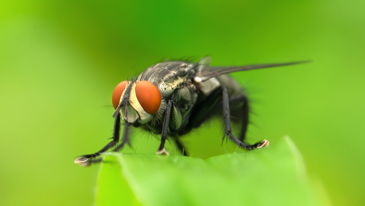 Insectes nuisibles d'extérieur pest control service