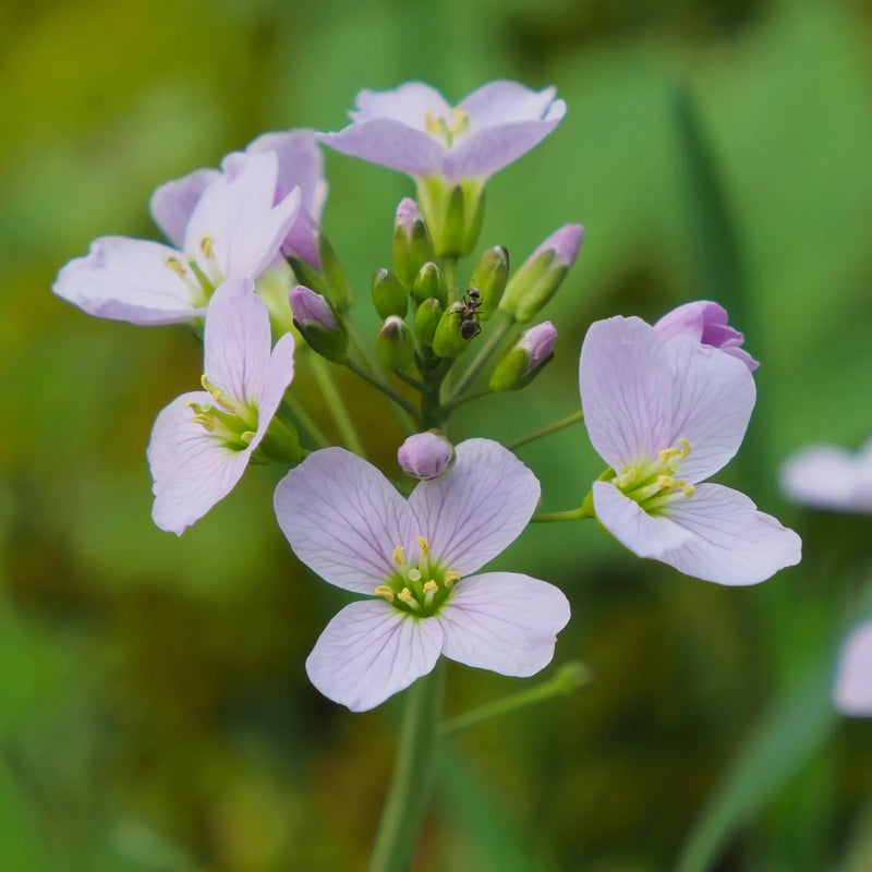Preventing insect infestations in the spring