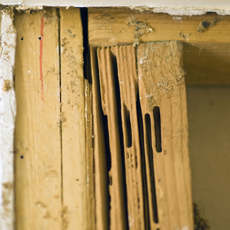 How can you tell if you have carpenter ants?