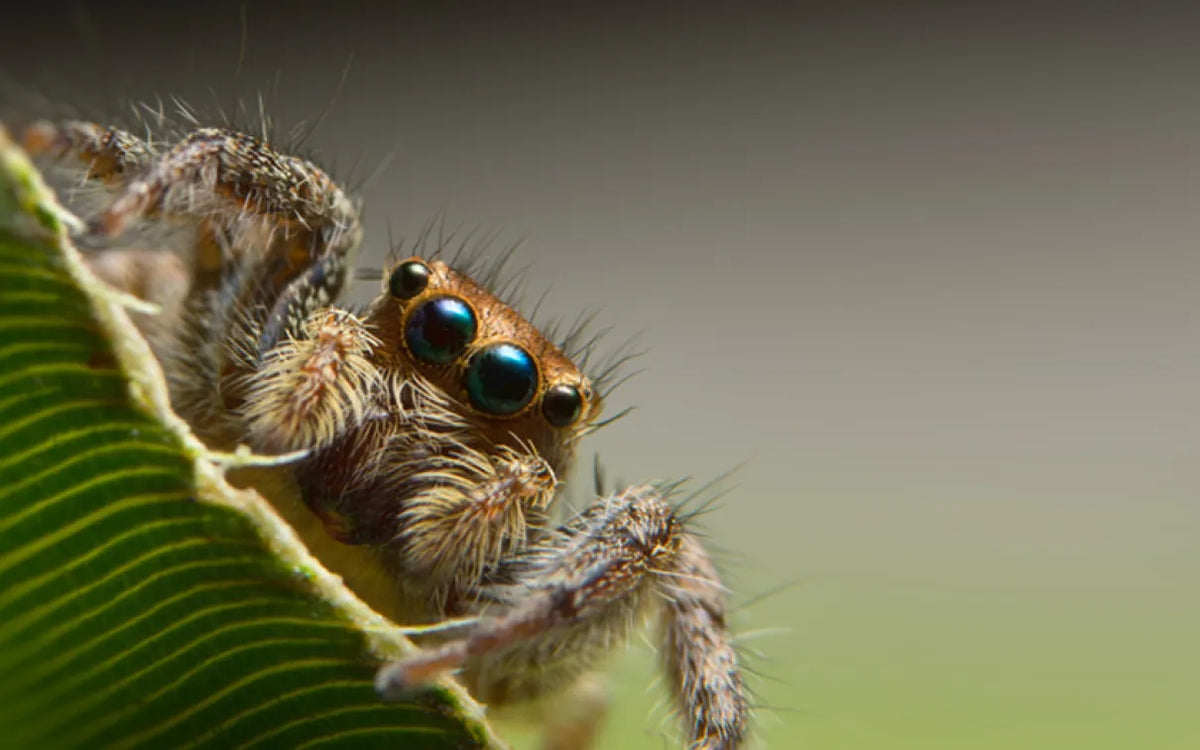 Spider on web