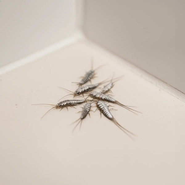 How to get rid of silverfish at home?