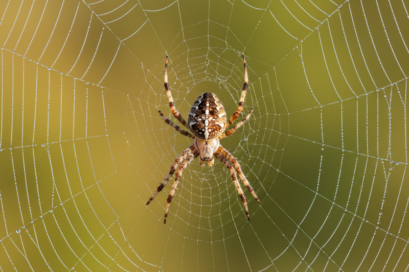 Macro photography of a garden orb weaver spider on its web, detailed close-up showing intricate banded legs with alternating light brown and dark brown stripes, spotted abdomen with white and brown markings, spider positioned at the center of a delicate silk web covered with morning dew droplets, soft bokeh background with warm yellow-green tones from blurred foliage, natural lighting, shallow depth of field, professional wildlife photography, sharp focus on spider details, cinematic composition, photoreali