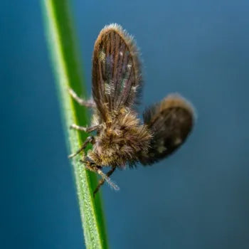 How to get rid of drain flies?