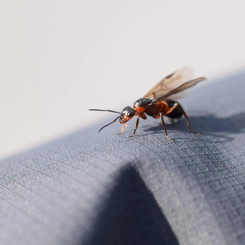 How to prevent a parasite infestation in the house?