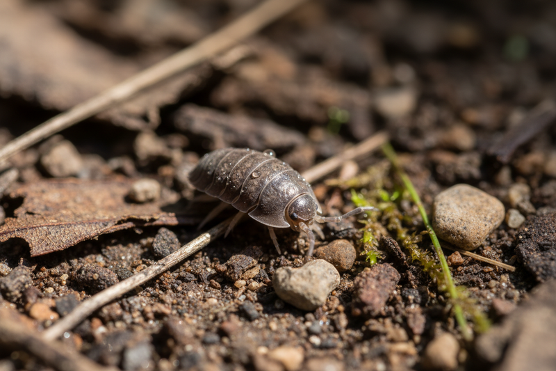 THE WOODLOUSE